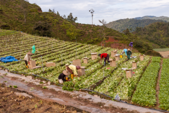 A trajetória pessoal de Alfredo Moreira Filho revela como a infância moldou sua sabedoria agronômica ao longo da experiência.
