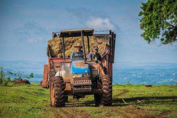 Dois agricultores conduzem um trator que transporta fardos de feno por uma área rural sob céu azul.